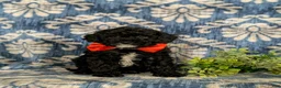 Miniature Poodle dogs for sale: Noble - Ad 1