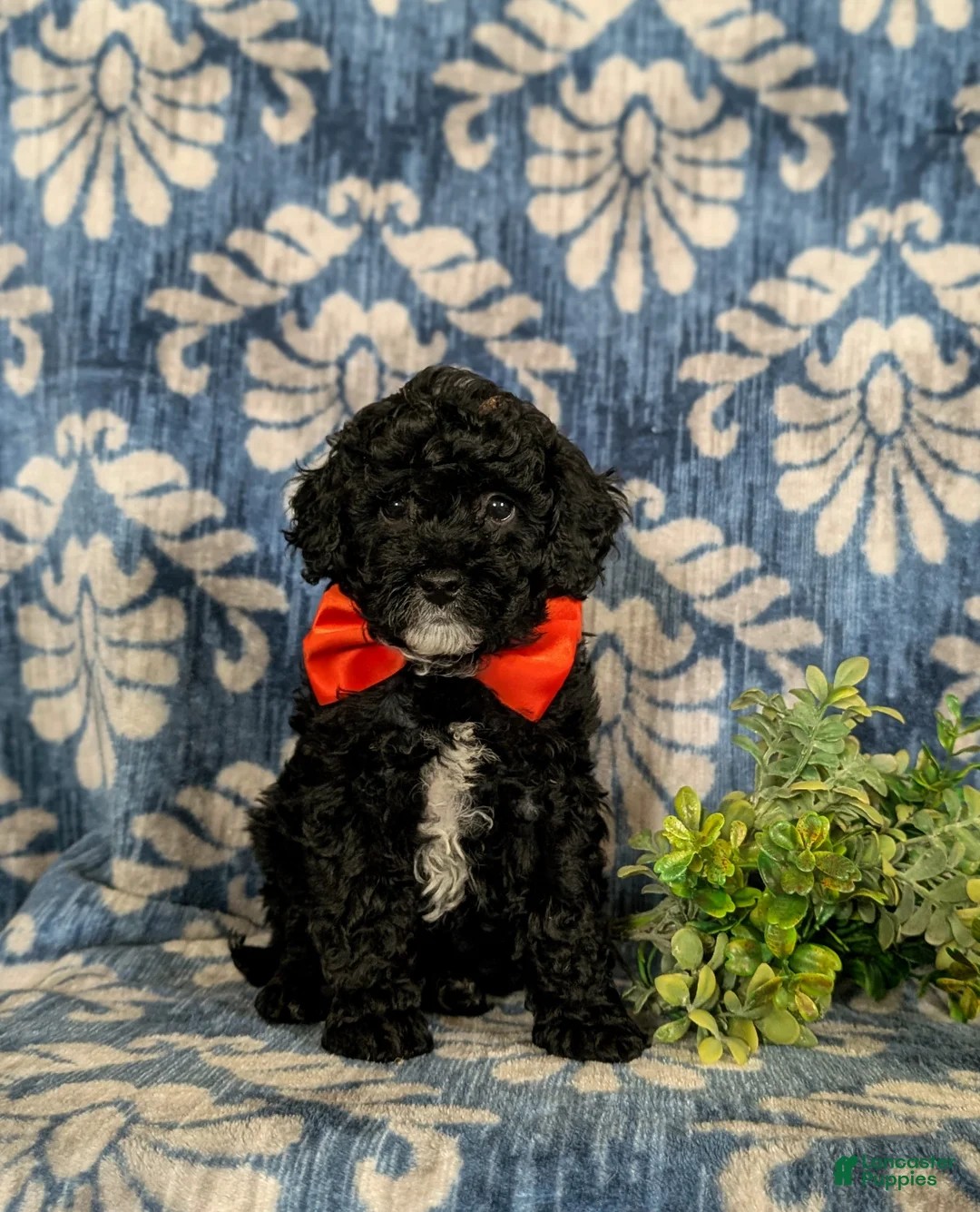 Miniature Poodle dogs for sale: Noble - Ad 1