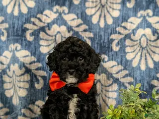 Miniature Poodle dogs for sale: Noble - Ad 3