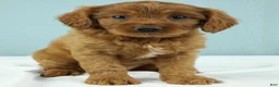 Cavapoo dogs for sale: Reese 🍫 - Ad 4