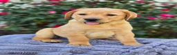 Labrador Retriever dogs for sale: Sierra - Ad 3