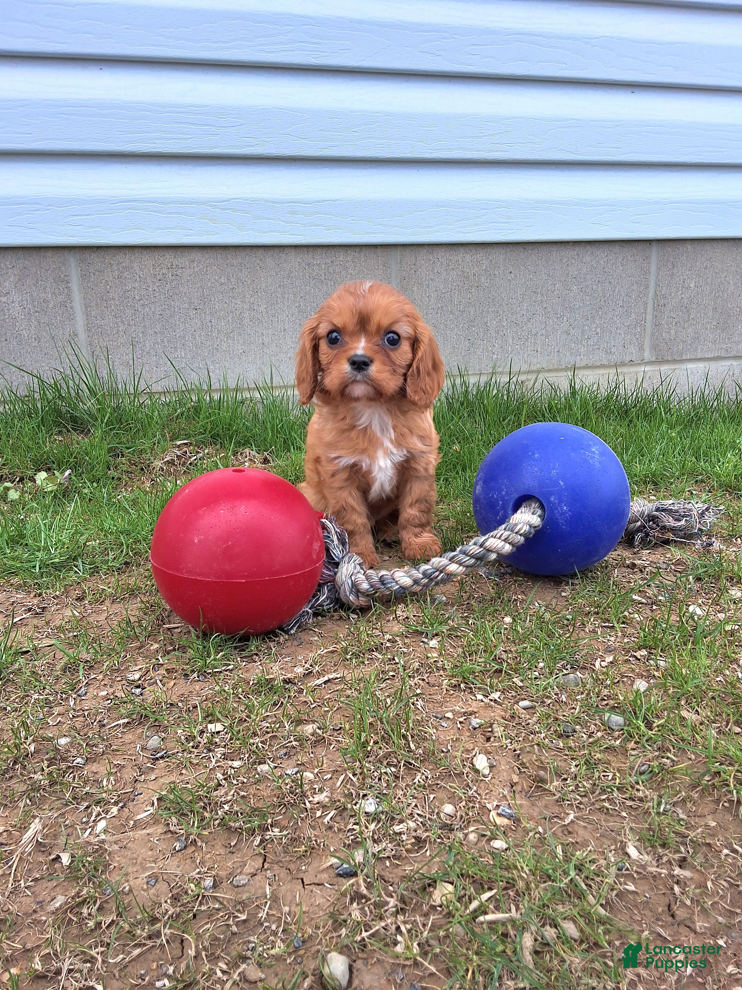 Cavalier King Charles Spaniel dogs Cavalier King Charles Spaniel Puppy 6 - Ad 1