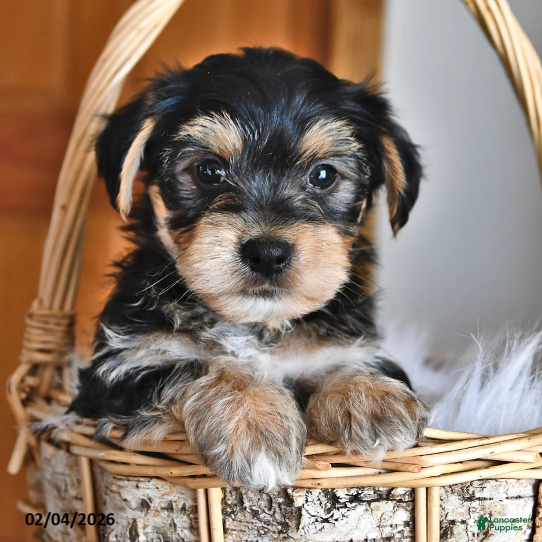 Morkie dogs for sale: Banjo - Ad 4