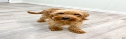 Mini Goldendoodle dogs for sale: Sydney - Ad 7