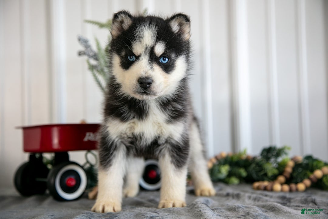 Siberian Husky dogs for sale: Storm - Ad 2