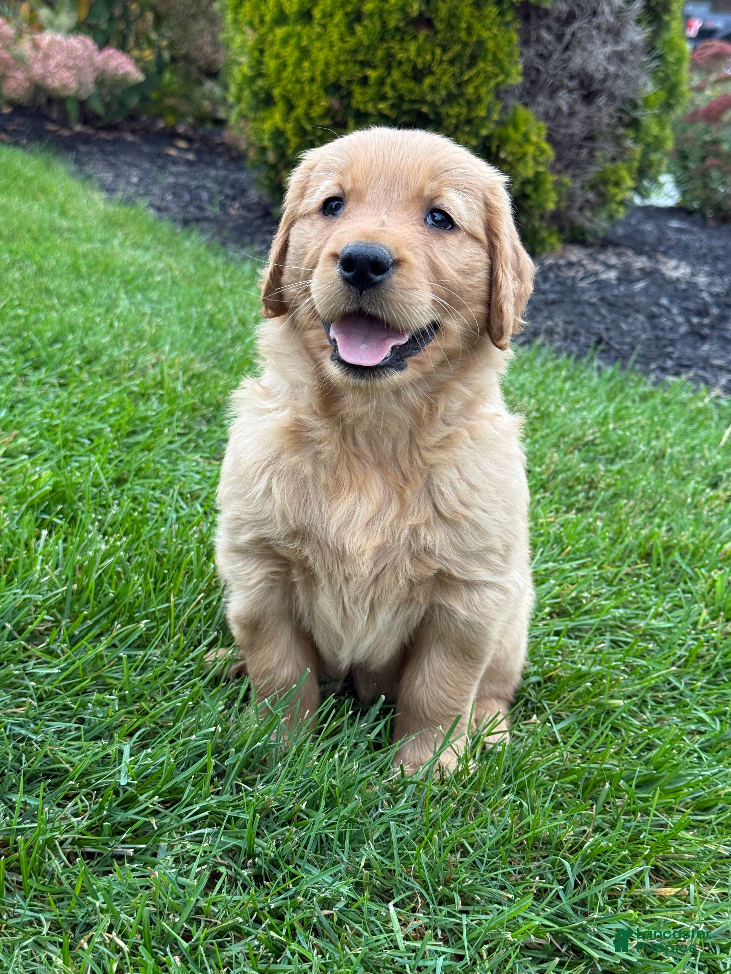 Golden Retriever dogs Zena - Ad 2