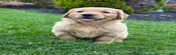 Golden Retriever dogs for sale: Zena - Ad 2