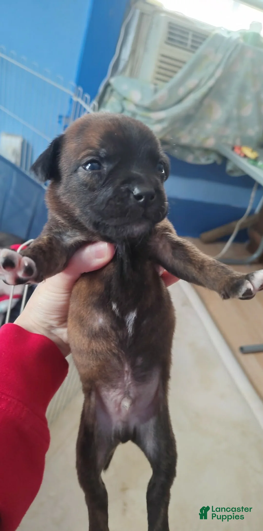 Mixed Breed dogs for sale: Brown collar  - Ad 2