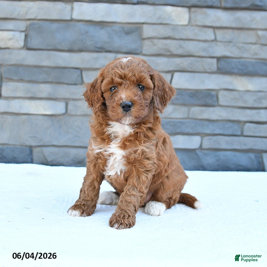 Cockapoo dogs Maple   - Ad 2