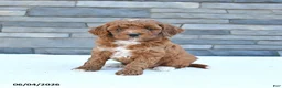Cockapoo dogs for sale: Maple   - Ad 2