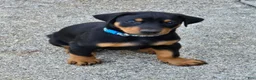 Doberman Pinscher dogs for sale: Doberman Pinscher Puppy 2 - Ad 5