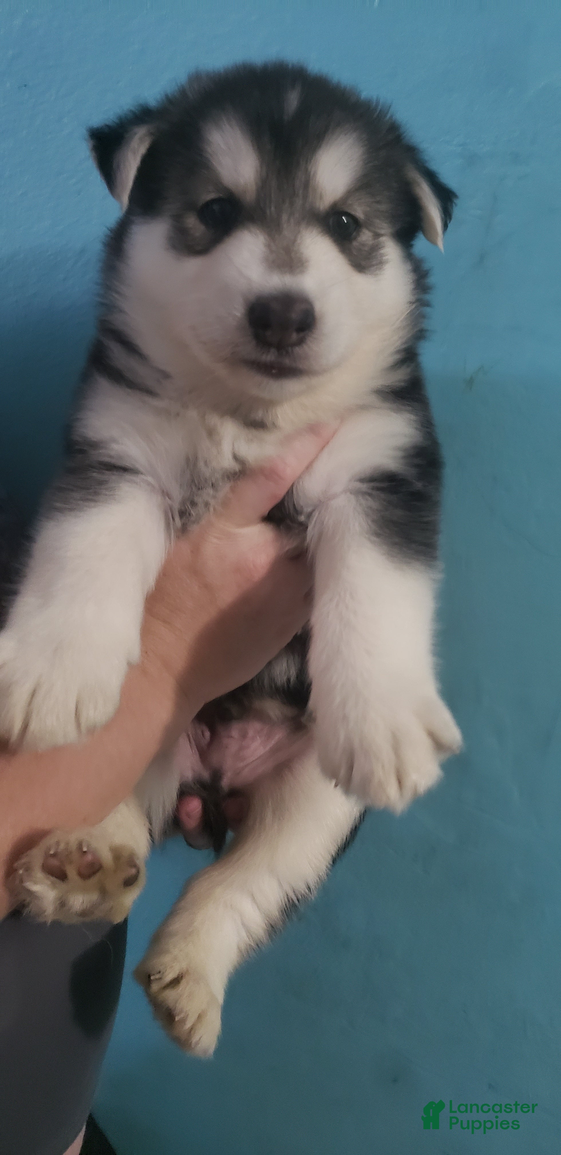 Siberian Husky dogs for sale: Siberian Husky 1 - Ad 8