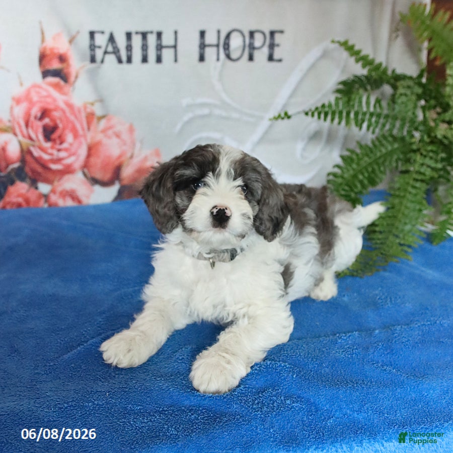 Cavapoo dogs Monty - Ad 2