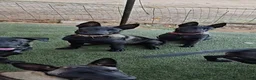 Belgian Malinois dogs for sale: Blue Collar Boy  - Ad 8