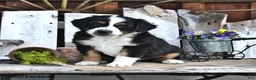 Australian Shepherd dogs for sale: Albert - Ad 3
