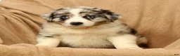 Miniature Australian Shepherd dogs for sale: Max - Ad 8