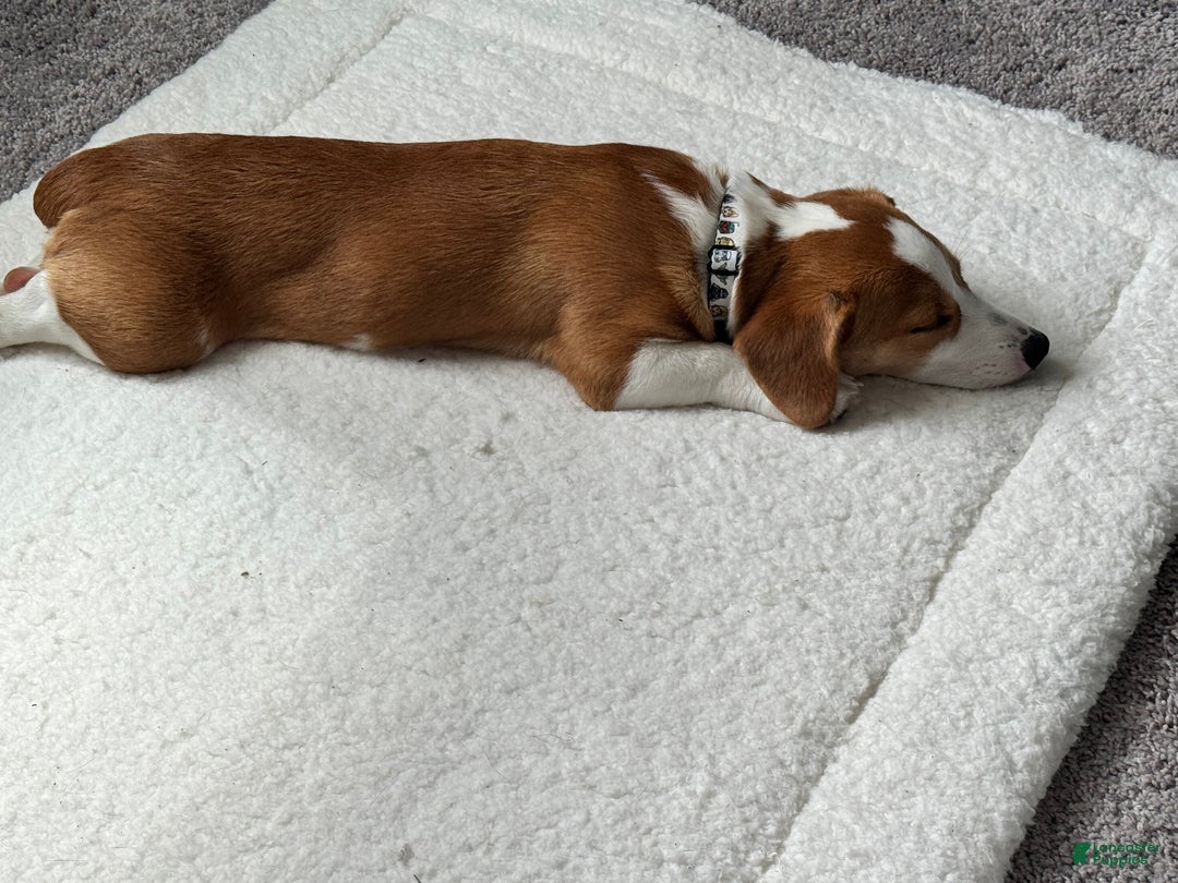 Mixed Breed dogs for sale: Mixed Breed Puppy 1 - Ad 1