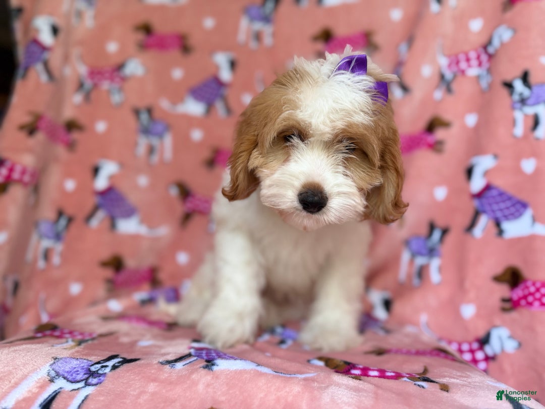 Mini Goldendoodle dogs for sale: Pumpkin  - Ad 4