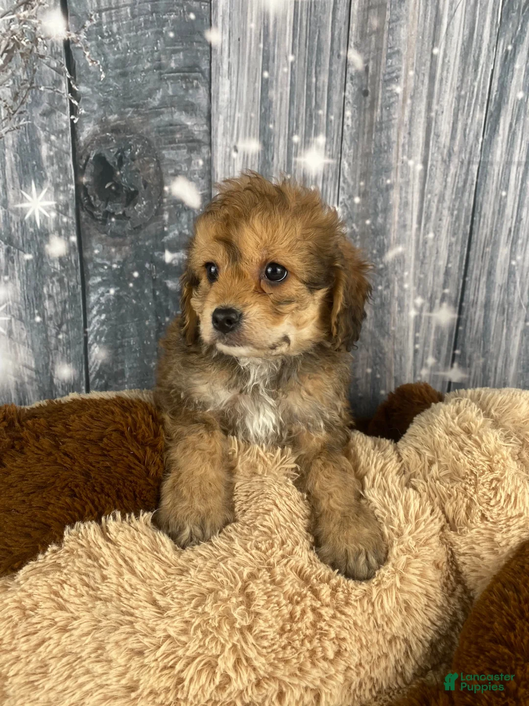 Cavapoo dogs for sale: Ace - Ad 7