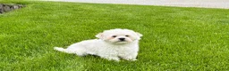 Lhasa Apso dogs for sale: Beau - Ad 6