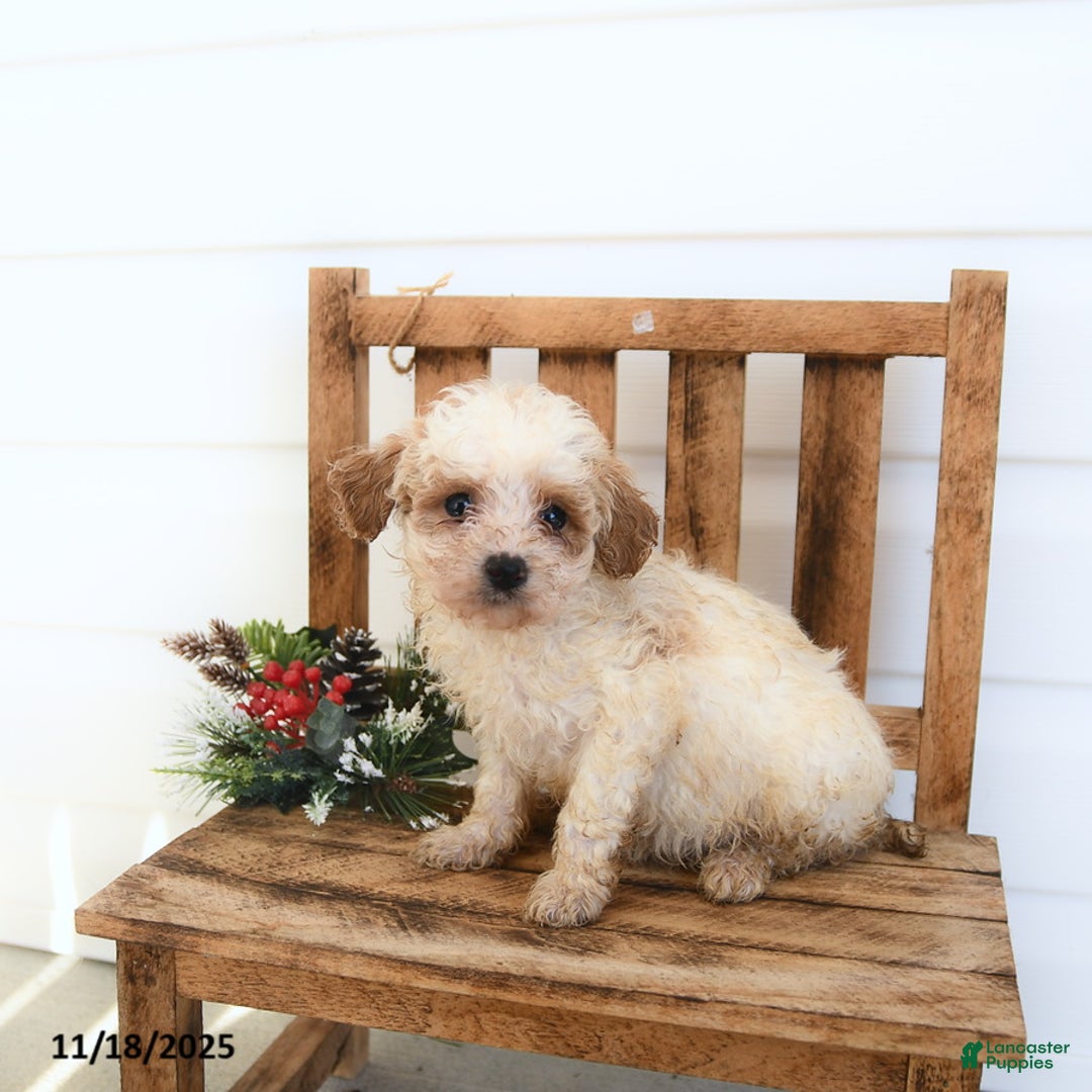 Miniature Poodle dogs for sale: Ava  - Ad 3