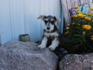 Miniature Schnauzer dogs - Ad 40