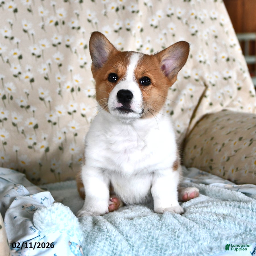 Welsh Corgi Pembroke dogs Magnolia - Ad 10