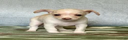 Chihuahua dogs for sale: Ranger - Ad 5