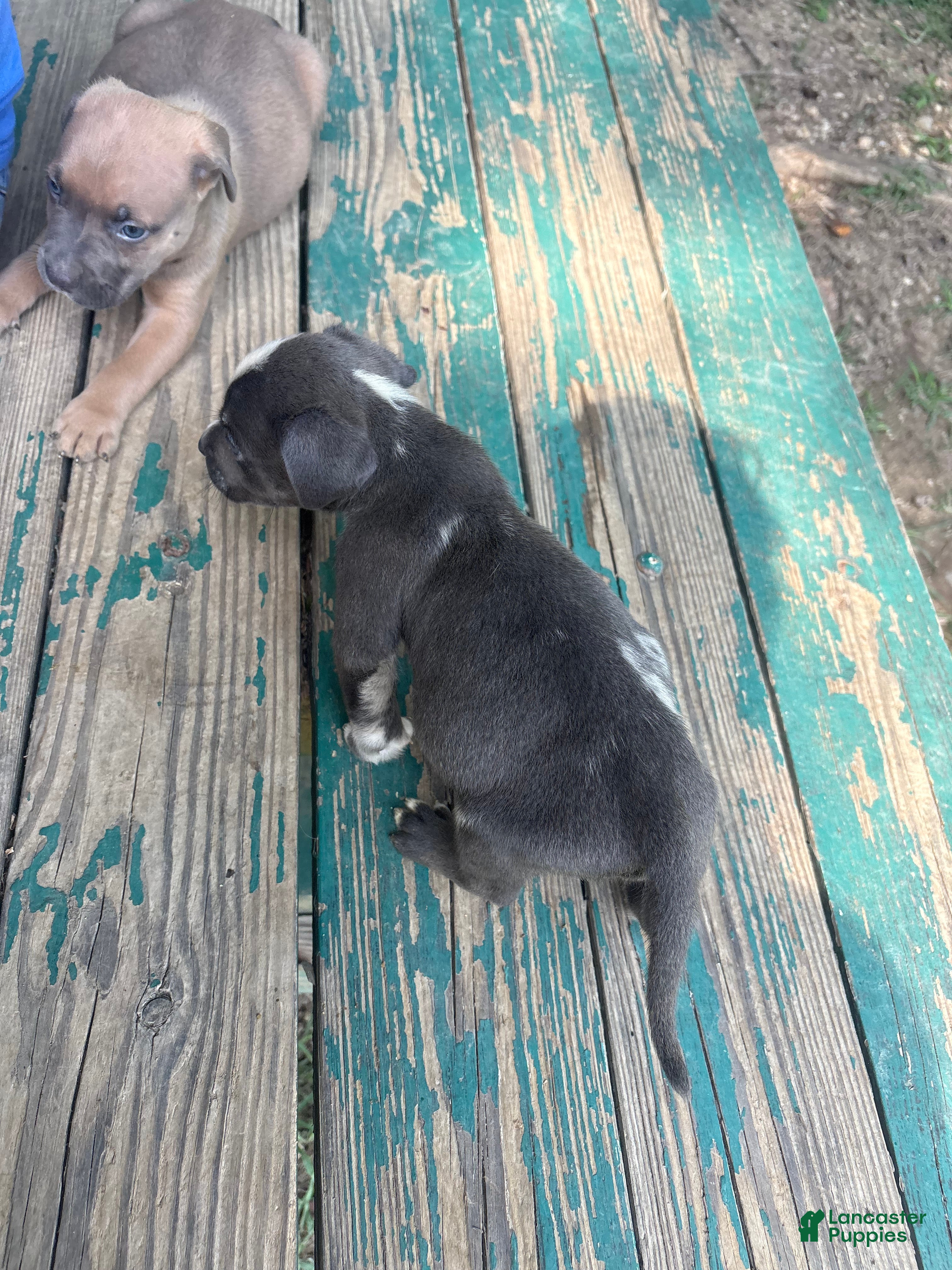 American Bully dogs Brodie - Ad 2