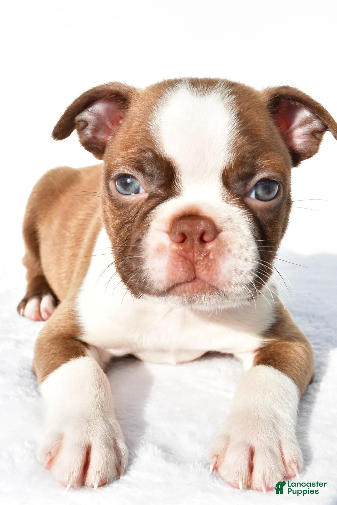 Boston Terrier dogs for sale:  Tucker - Ad 8
