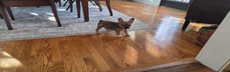 French Bulldog dogs for sale: Piper - Ad 2