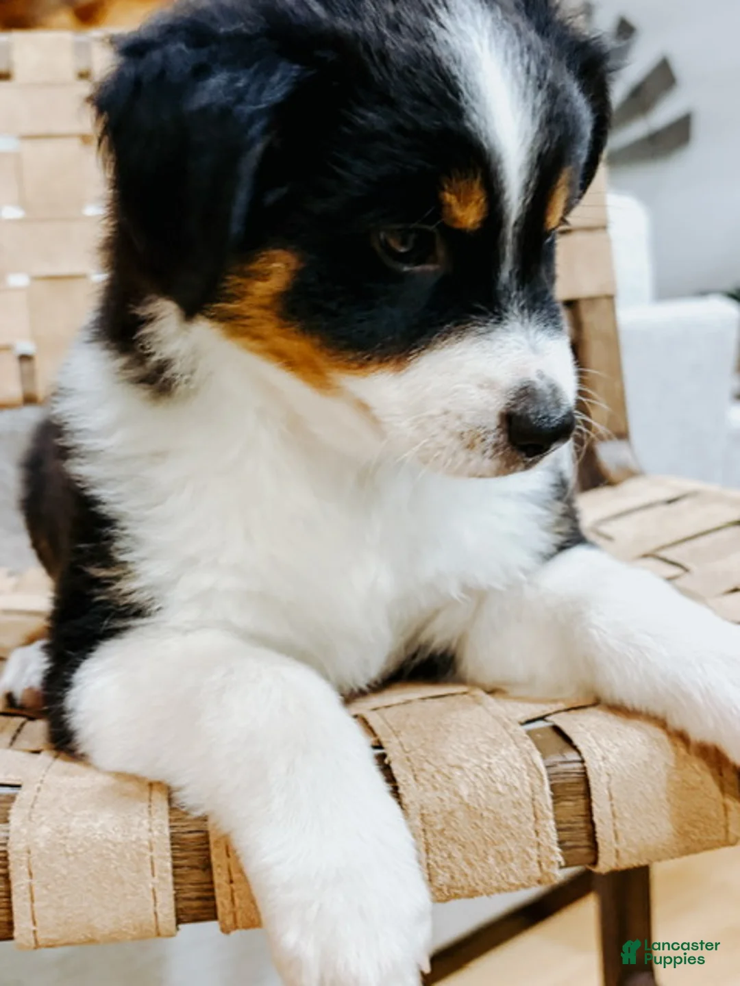Australian Shepherd dogs for sale: Poppy - Ad 2
