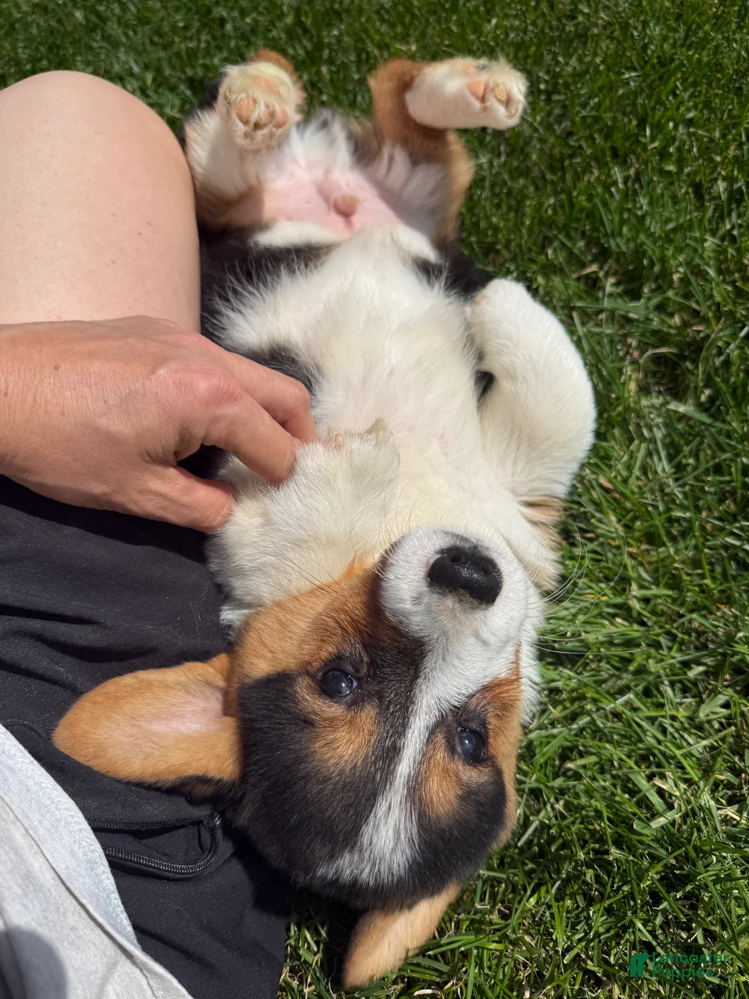 American Corgi dogs for sale: American Corgi Puppy 3 - Ad 1