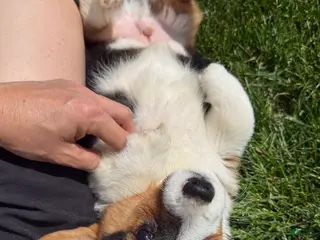 American Corgi dogs American Corgi Puppy 3 - Ad 5