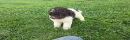 Goldendoodle dogs for sale: Felicity - Ad 4