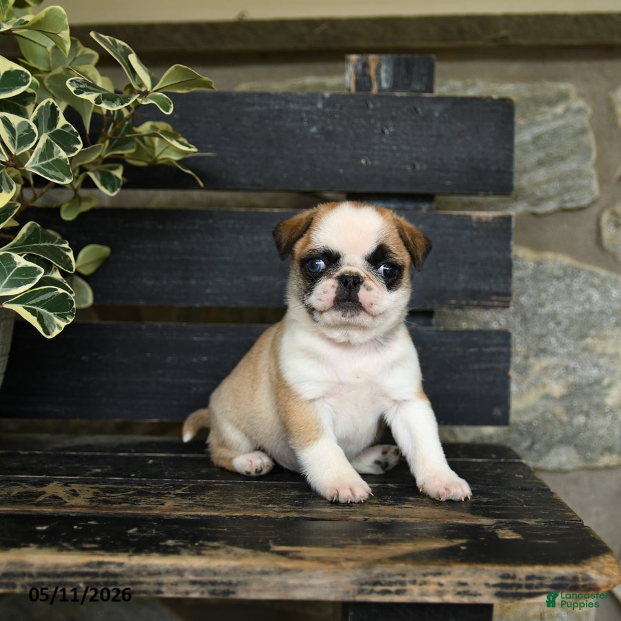 Pug dogs for sale: Fettuccine - Ad 3