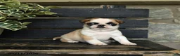 Pug dogs for sale: Fettuccine - Ad 1