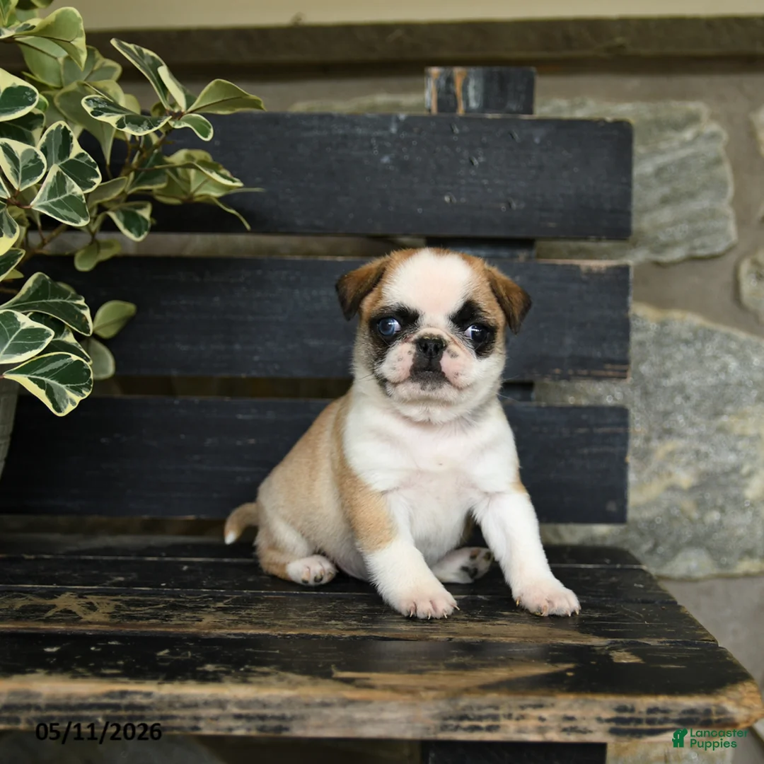Pug dogs for sale: Fettuccine - Ad 1