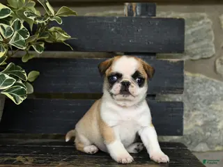Pug dogs for sale: Fettuccine - Ad 3