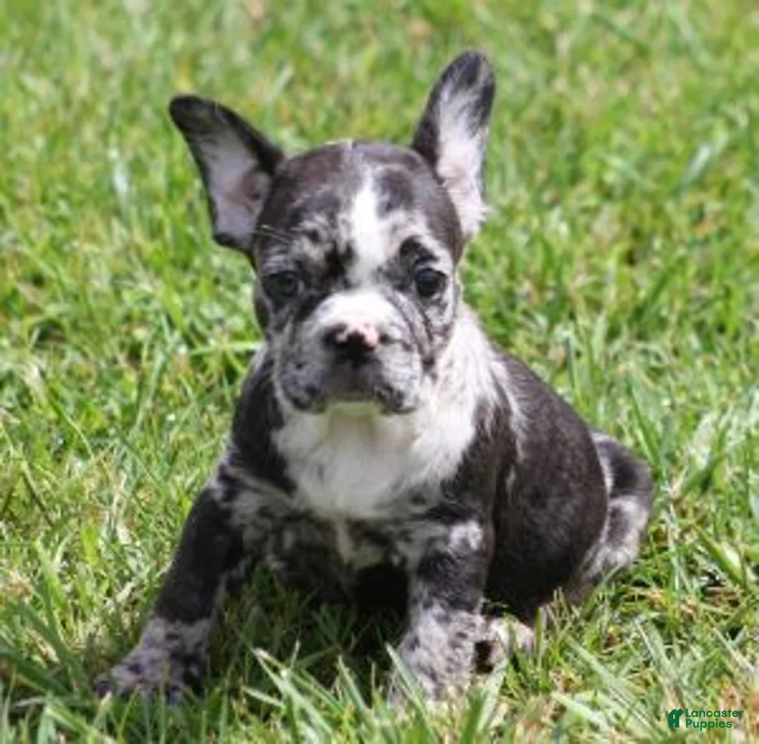 French Bulldog dogs for sale: CECE  - Ad 1