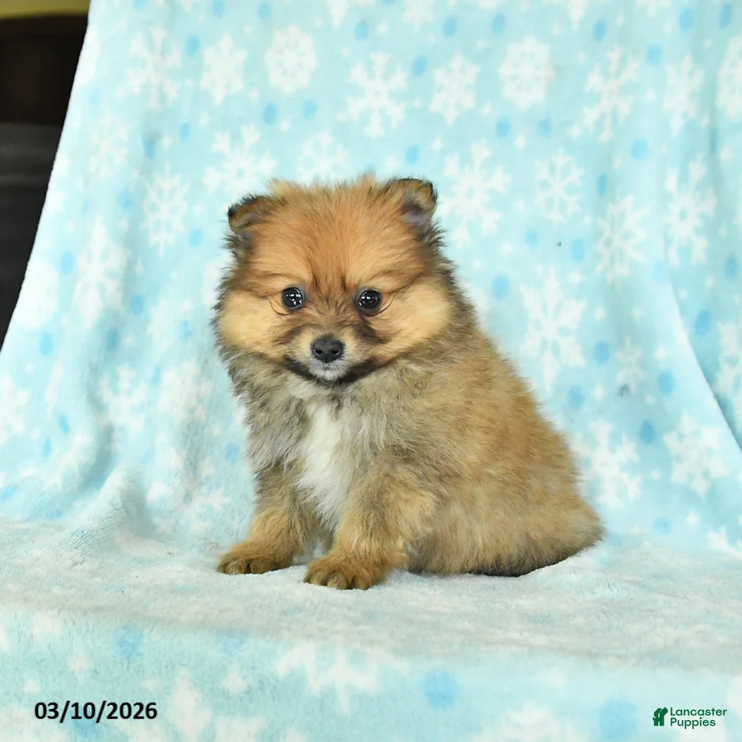 Pomeranian dogs for sale: Dusty - Ad 2