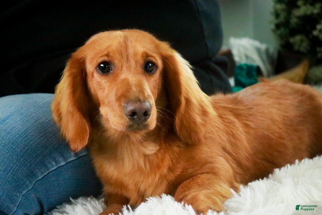 Miniature Dachshund dogs for sale: Mars - Ad 4