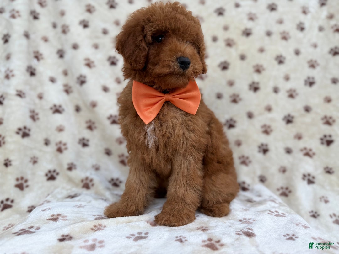 Cockapoo dogs for sale: Cowboy - Ad 2