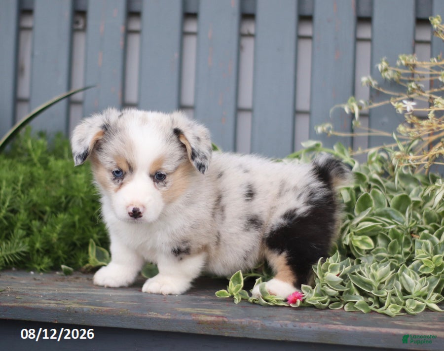 Welsh Corgi Pembroke dogs Pepper - Ad 1