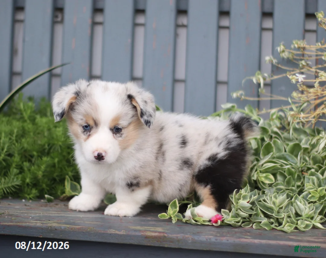 Welsh Corgi Pembroke dogs for sale: Pepper - Ad 2