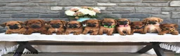 Mixed Breed dogs for sale: Taffy  - Ad 3
