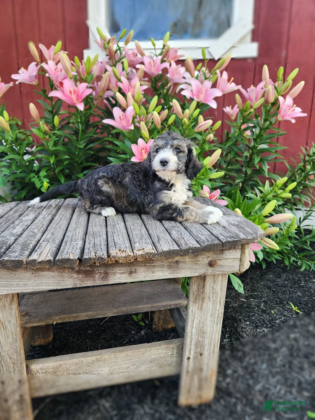 Bernedoodle dogs for sale: Chloe - Ad 3
