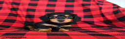 Miniature Dachshund dogs for sale: Pogo - Ad 1