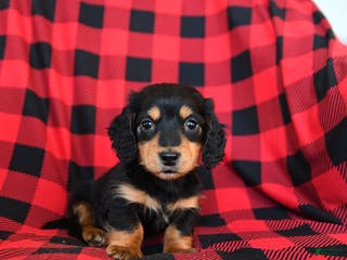 Miniature Dachshund dogs Pogo - Ad 22
