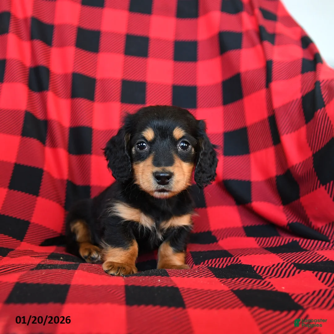 Miniature Dachshund dogs for sale: Pogo - Ad 1